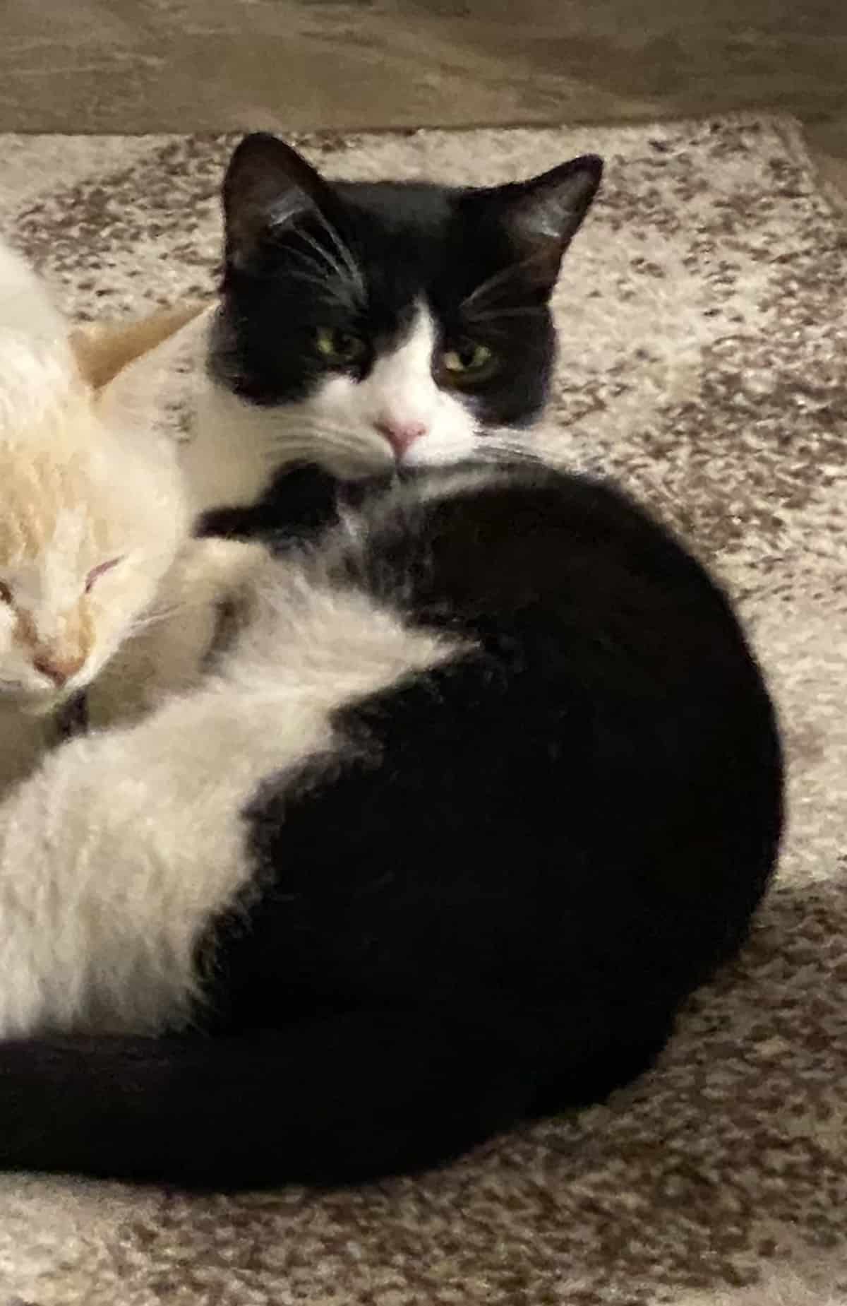 Felix