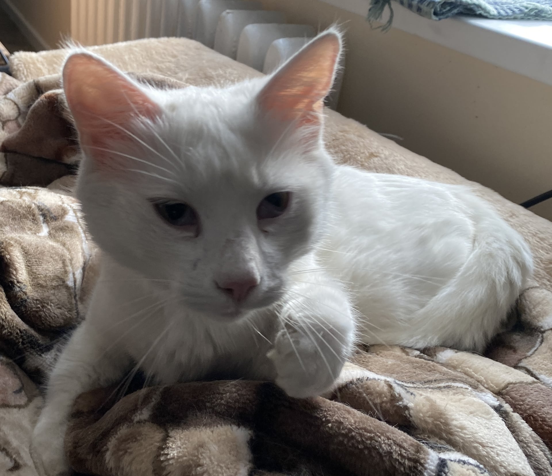 Kater Flocki
