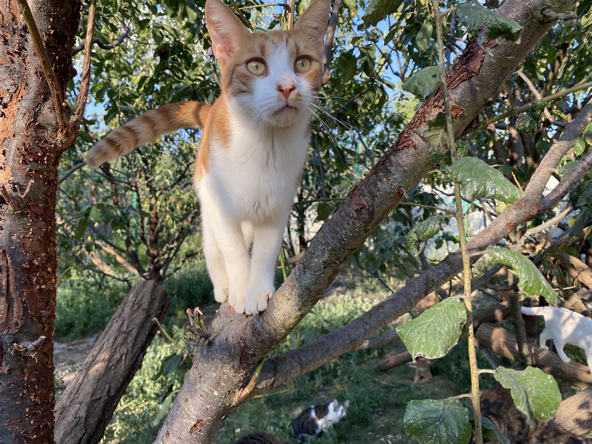 Kater Foxy