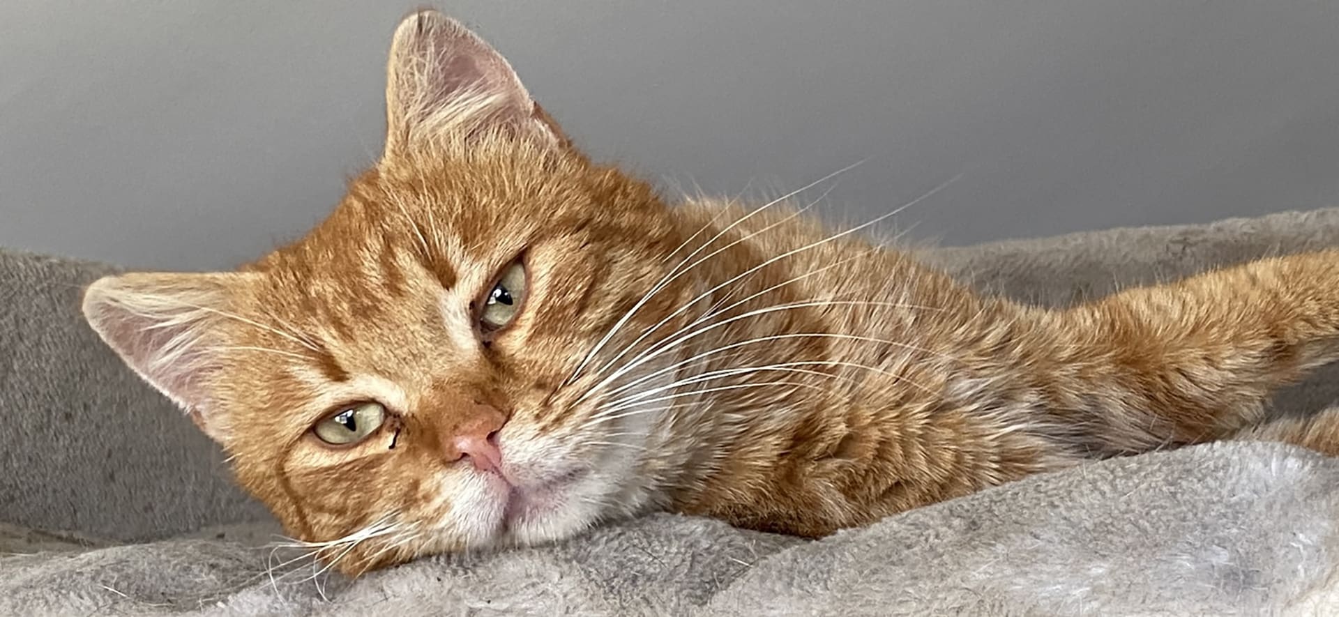 Garfi