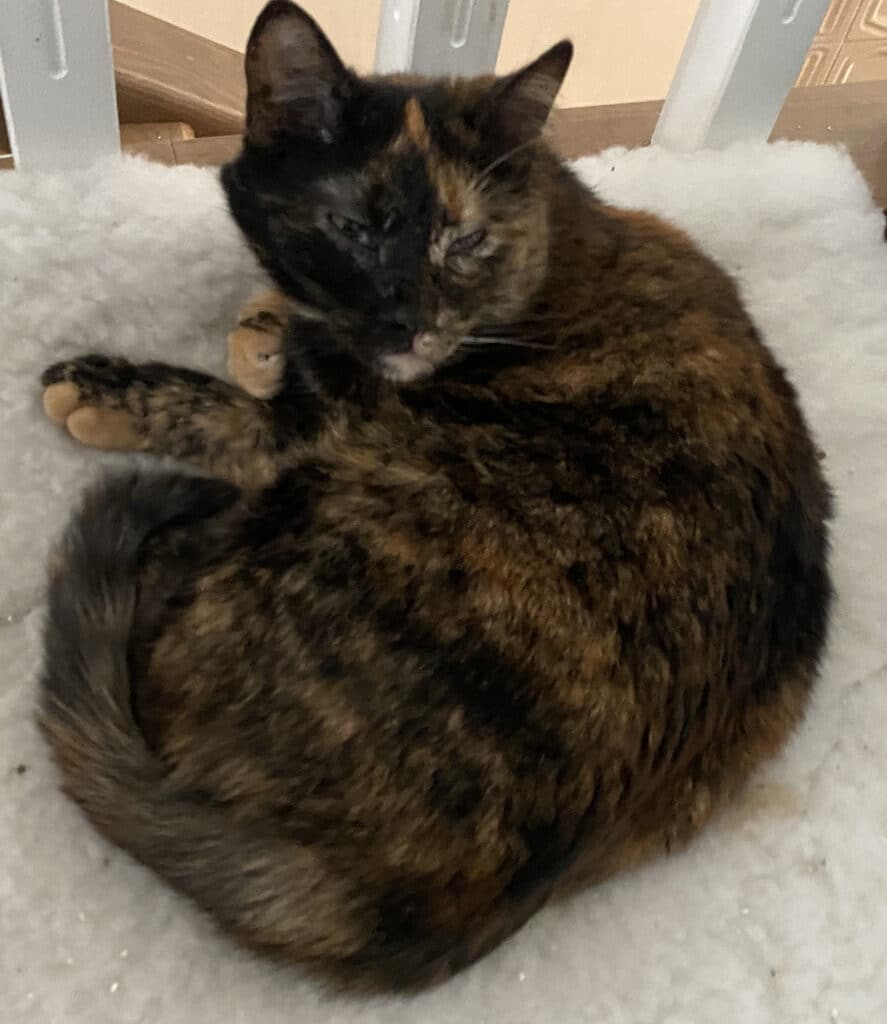 Kitty