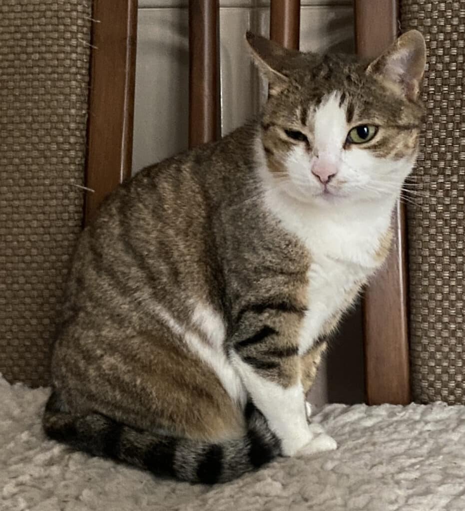 Lilia