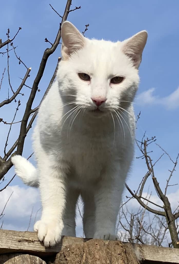 Luca