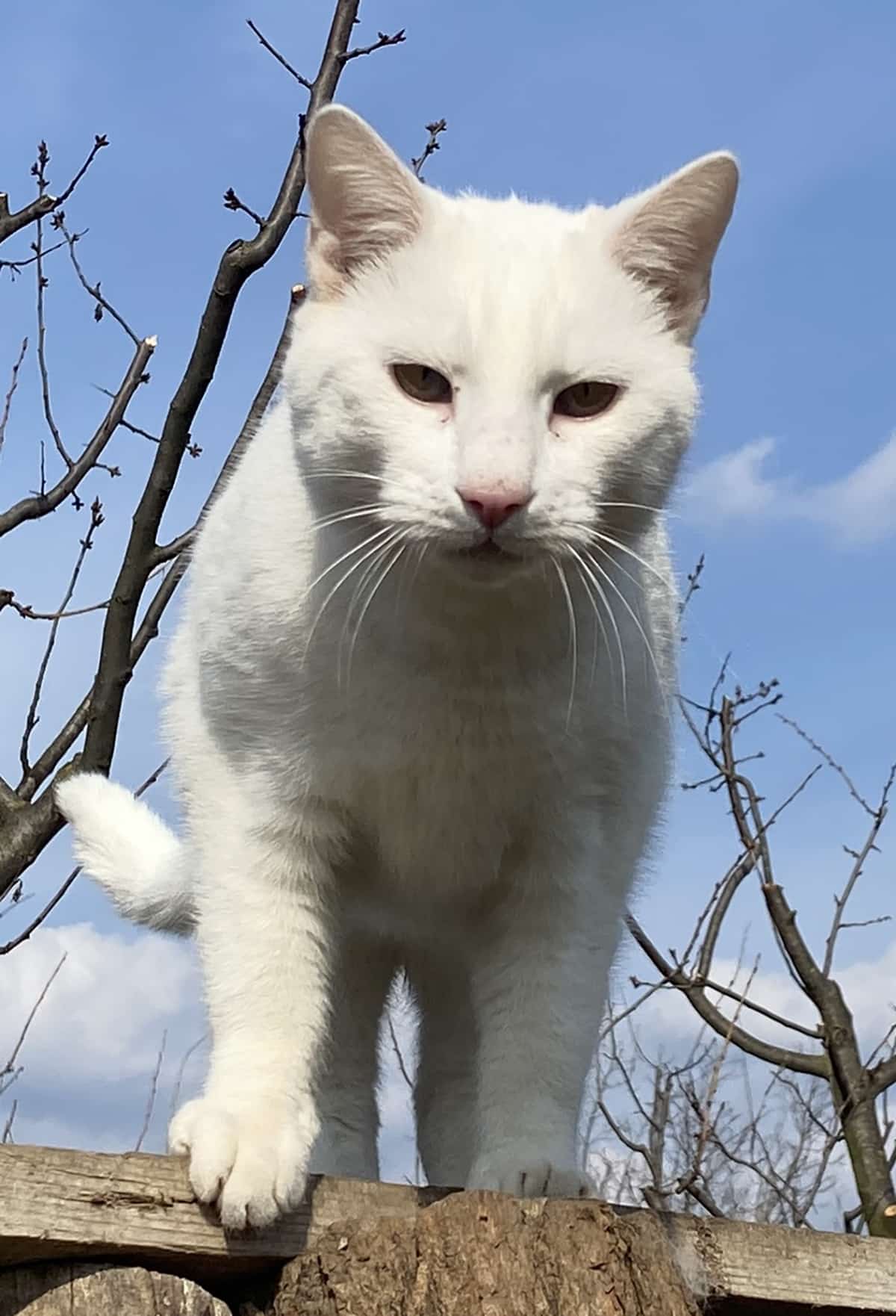 Luca