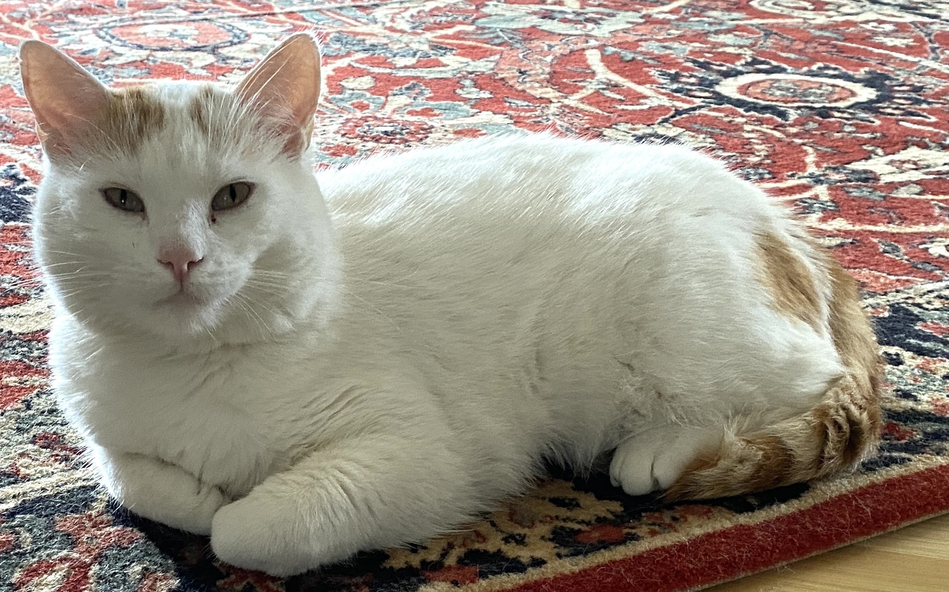 Kater Mitzu