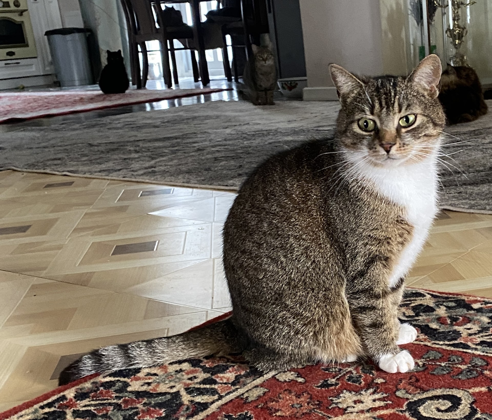 Katzendame Tigriza