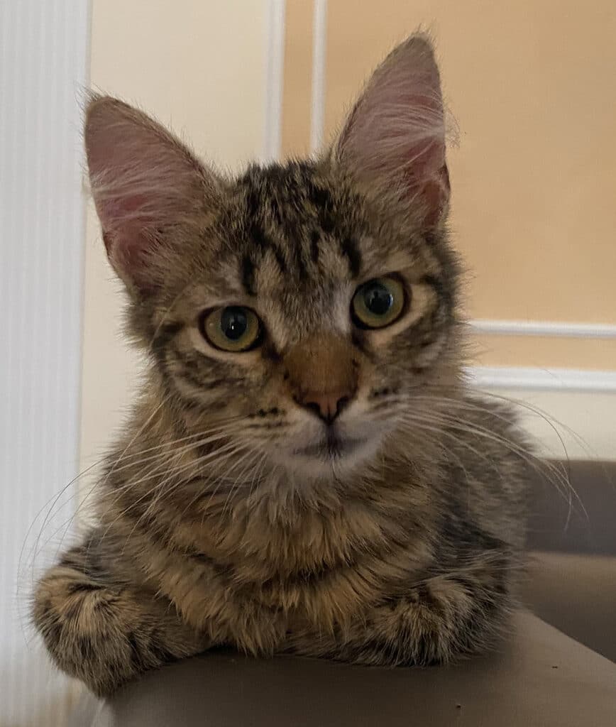 Tikki