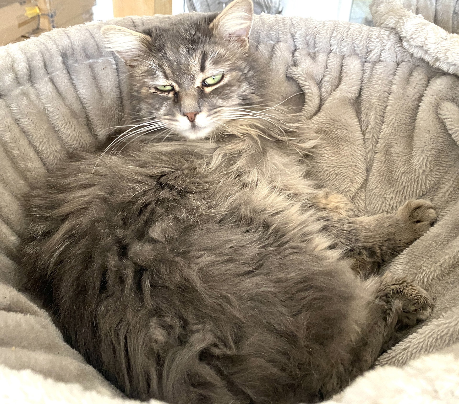 Tobi – aus dem alten Dorf