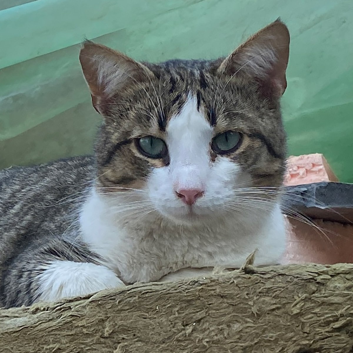 Zuzu