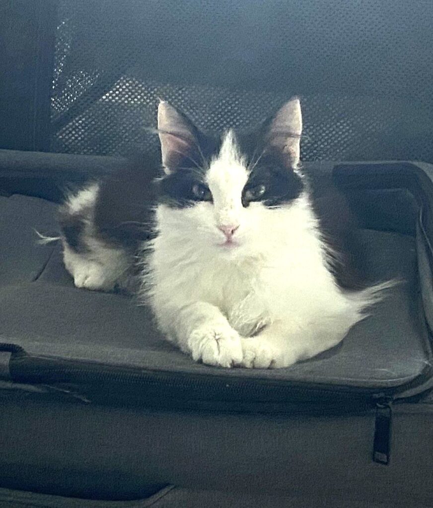 Minka
