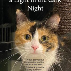 The Cat LUNI – A light in the dark night
